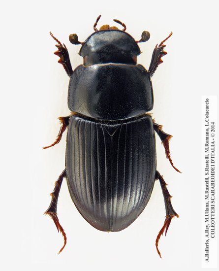 Acrossus depressus ab. atramentarius